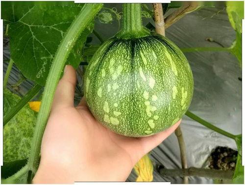 新瓜最新爆料广西视频,揭秘背后惊人真相！”